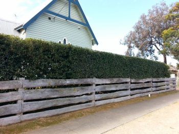 Front formal hedge