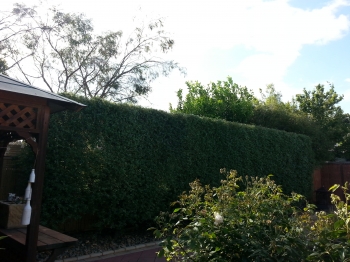 Pittosporum side hedge after