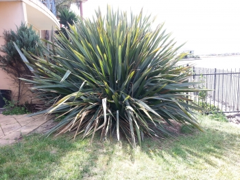 Large Cordyline before removal