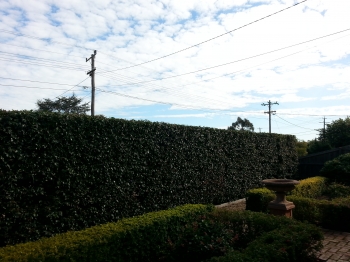 Rear formal hedge
