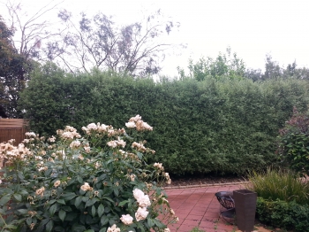 Pittosporum side hedge before