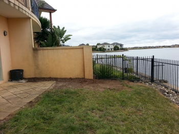 Large Cordyline after removal