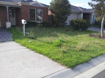 Frontyard before mowing 2
