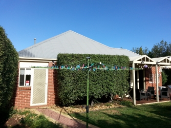 Pittosporum back hedge after