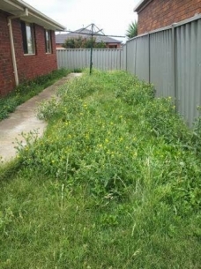 Backyard path mowing before