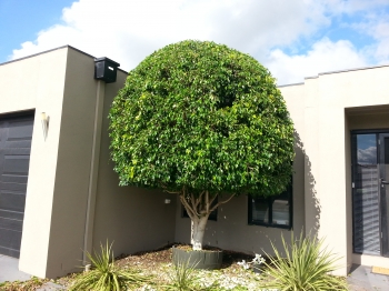 Tree shaping after 1