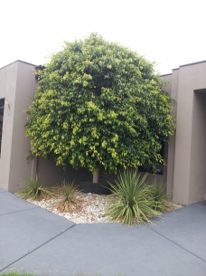 Tree shaping before 1