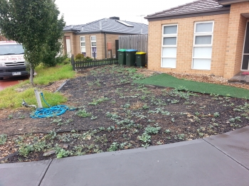 Front yard before weeding & mulch