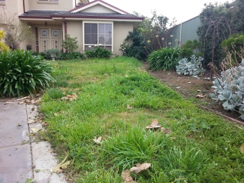 Front yard before mowing