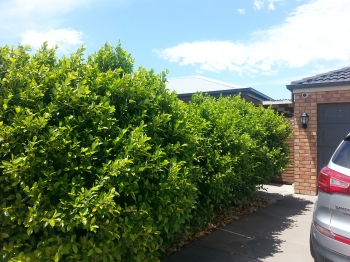 Shrub shaping before