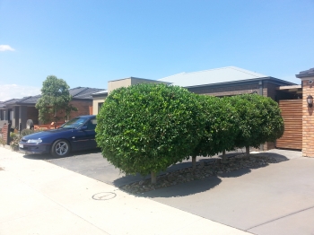 Shrub shaping after 1