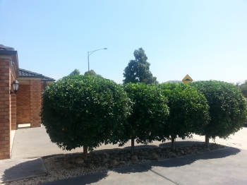 Shrub shaping after 2