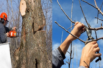 Tree Lopping & Pruning